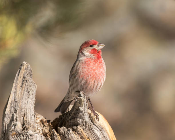istock House Finch (Haemorhous mexicanus) 1375668552