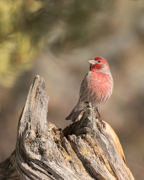istock House Finch (Haemorhous mexicanus) 1375668556