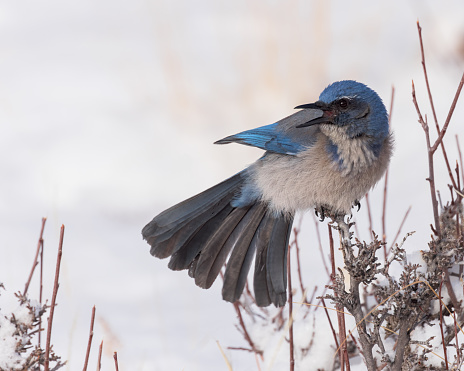 A Woodhouse's Scrub-jay calls on a winter's morning