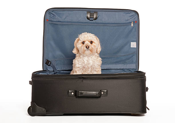istock Travel Puppy 137567386