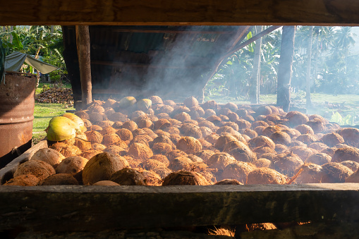 On Mindoro Island in the Philippines, the inner shells of mature coconuts are being smoke dried on a raised grill platform made of split bamboo and wood over an underground fire pit so the meat on the underside can be extracted.