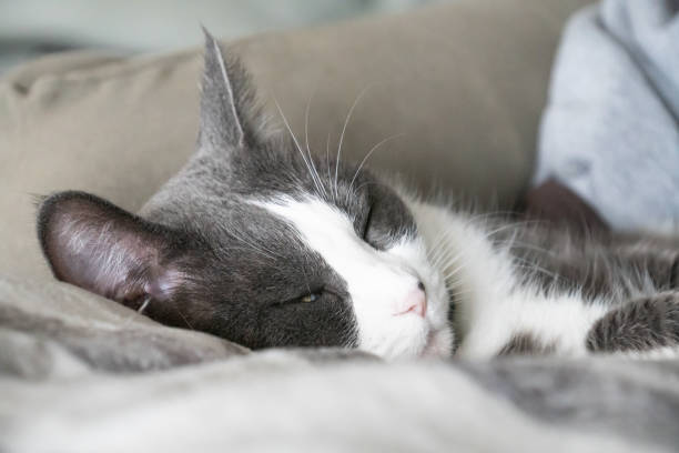 gray and white tuxedo cat cozy sleeping in blankets stock photo