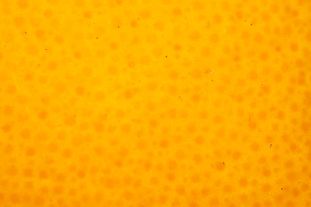 istock Orange peel skin extreme close up background 1375701080