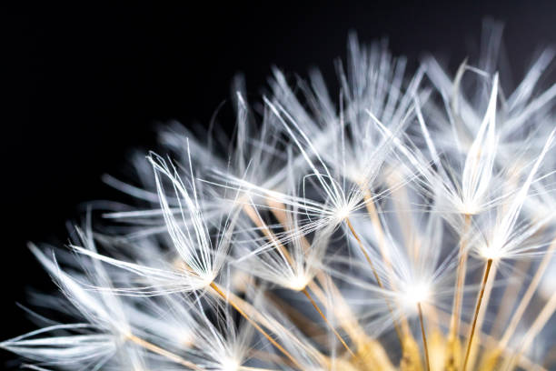 istock Dandelion seeds extreme close up with black background 1375701089