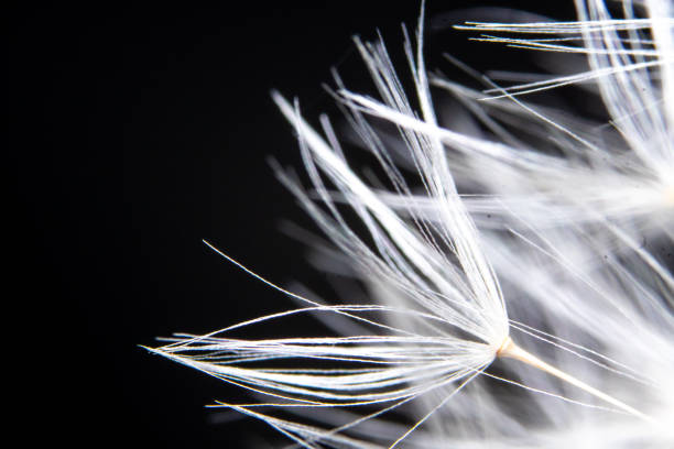 floating, black background, low key, close up, dandelions, close-up, black, background, flower, plant, nature, seed, abstract, white, flora, dandelion, fragility, blowing, natural, detail, closeup, macro, spring, beauty, fluffy, wind, weed