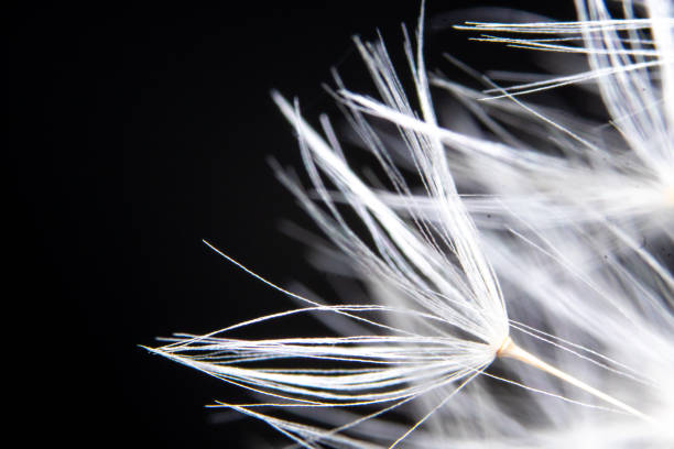 Dandelion seeds extreme close up with black background stock photo