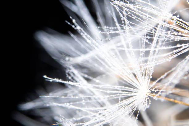 istock Dandelion seeds extreme close up with black background 1375701101