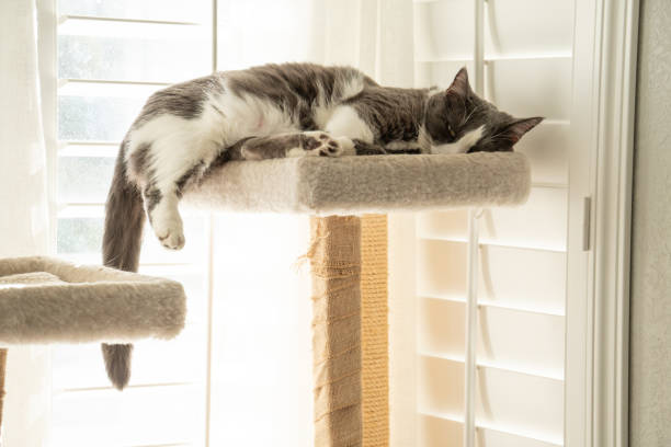 istock gray and white tuxedo cat cozy sleeping in blankets 1375701125