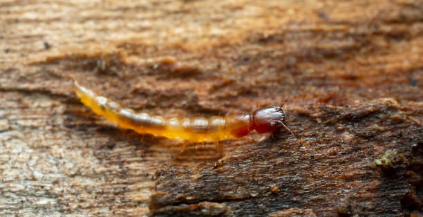 Rove beetle larva, Staphylinidae on wood Rove beetle larva, Staphylinidae on wood, closeup photo larva photos stock pictures, royalty-free photos & images