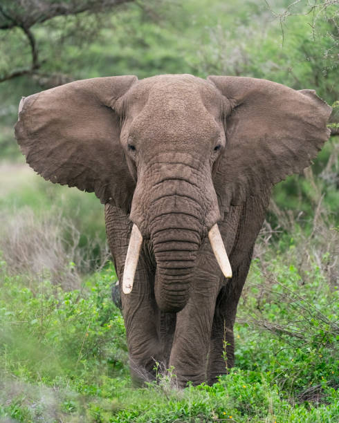 african elephant approaching - nature selective focus green vertical imagens e fotografias de stock