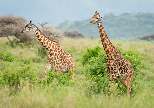 Masai Giraffes (Giraffa tippelskirchi) in Serengeti National Park, Tanzania, Africa