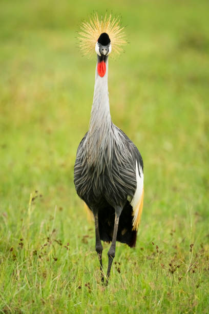 bird exploring in grass