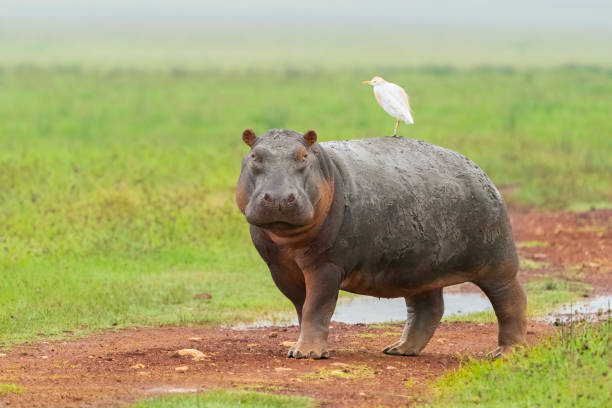 Hippopotamus Walking with a Cattle Egret Hippopotamus (Hippopotamus amphibius)    walking across the savanna in the rainy season with a cattle egret (Bubulcus ibis) on its back. Ngorongoro Crater, Tanzania, Africa cattle egret photos stock pictures, royalty-free photos & images