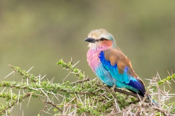 lilla petto rullo - osservare gli uccelli foto e immagini stock