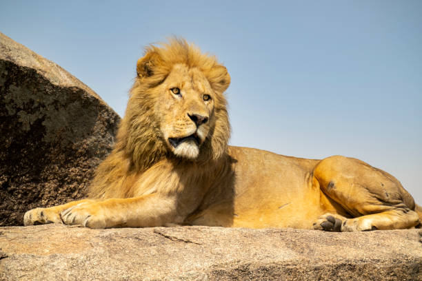 istock Lion Looks Out From Its Rocky Vantage Point 1375720054