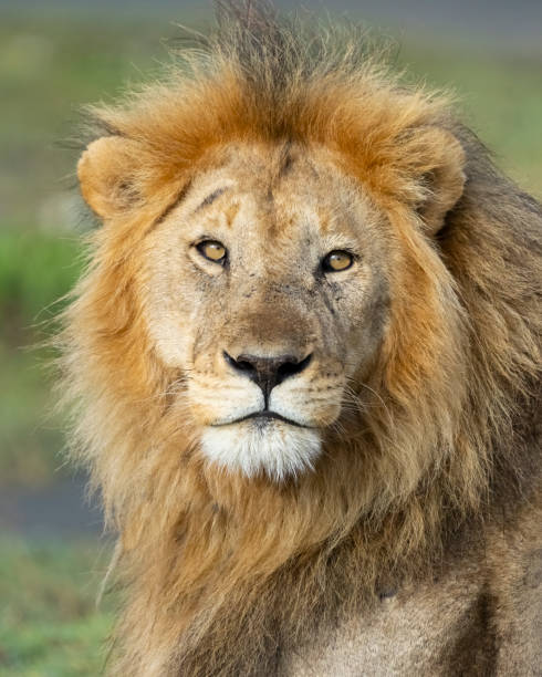 istock Male Lion Portrait 1375720599