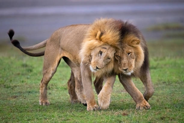 lions mâles salutation affectueuse - lion safari africa animal photos et images de collection