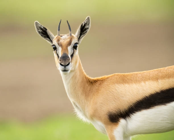 portret gazeli thomsona - thomsons gazelle zdjęcia i obrazy z banku zdjęć