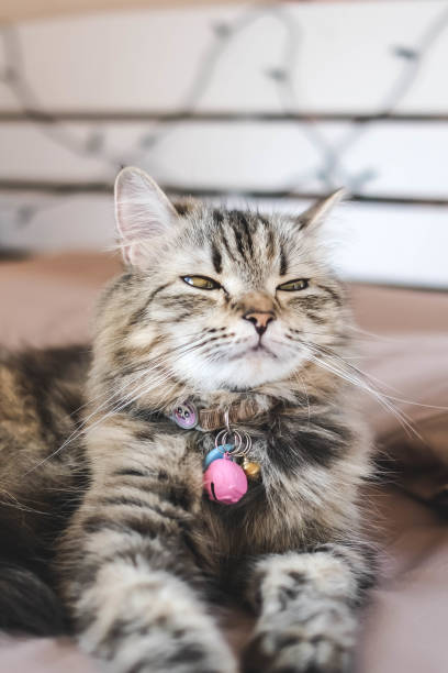 istock An adorable Persian cat laying down on the bed with natural light. 1375731629