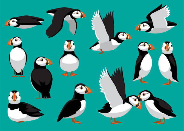 illustrazioni stock, clip art, cartoni animati e icone di tendenza di atlantic puffin carino volante in piedi pose cartoon illustrazione vettoriale - alcidae