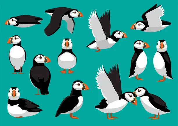 Vector illustration of Atlantic Puffin Cute Flying Standing Poses Cartoon Vector Illustration