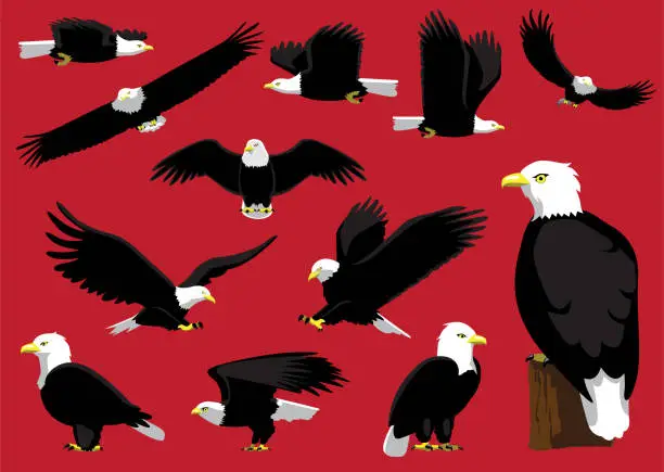 Vector illustration of Bald Eagle Flying Standing Poses Cartoon Vector Illustration