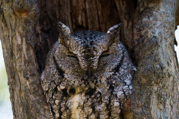 istock Screech Owl Eyes You Warily 1375739388