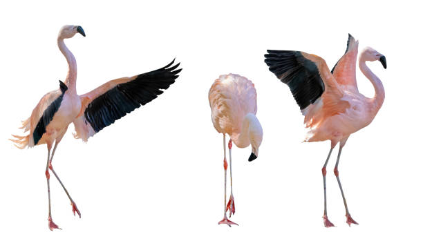 istock bright pink three flamingoes on white 1375759142