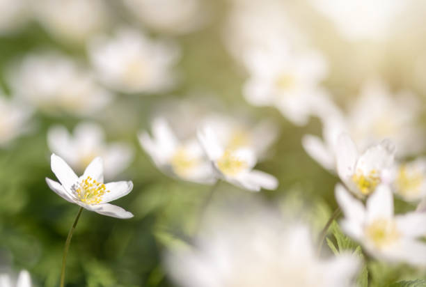 istock anemone small flower in bright blured surroundings 1375759147