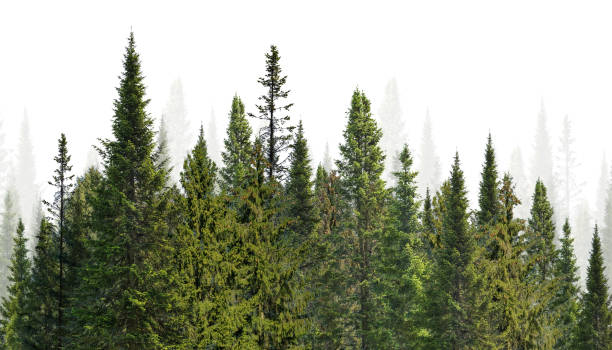 istock forest from dark green firs on white 1375759670