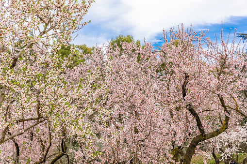 Public park called Quinta de los Molinos with the almond trees in bloom in Madrid, Spain