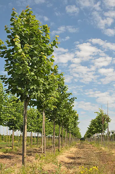 Linden-tree trees lined up at nursery
