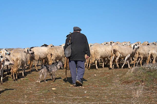 Sheeps & Shepherd (Portugal) stock photo