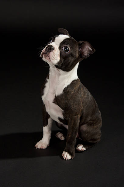 istock Cute Boston Terrier Puppy on a Black Background 137579517