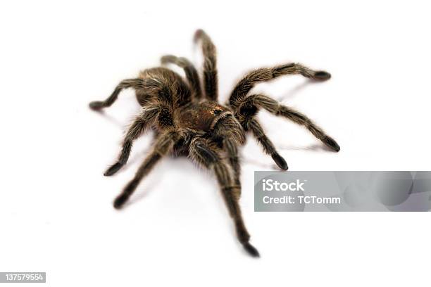Tarantula Spider Stock Photo - Download Image Now - Animal, Animal Body Part, Animal Hair