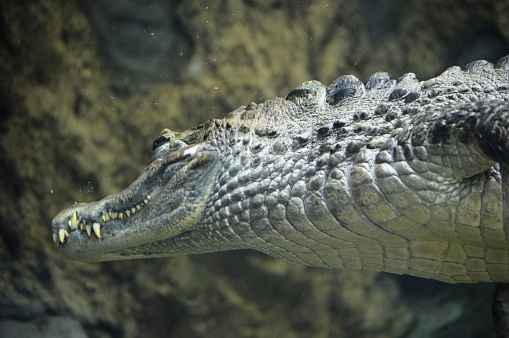 a large crocodile swims underwater in a pond