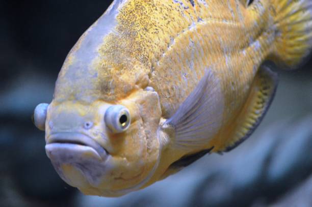 istock fish in the aquarium 1375796710