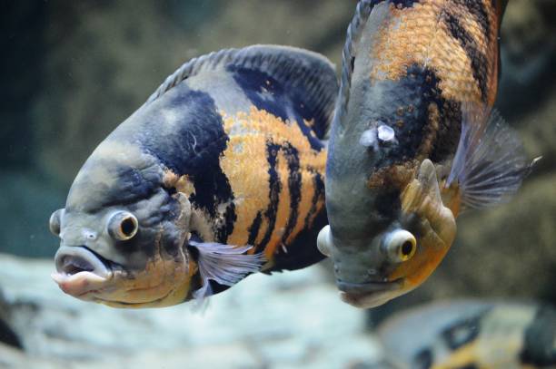 istock fish in the aquarium 1375796711