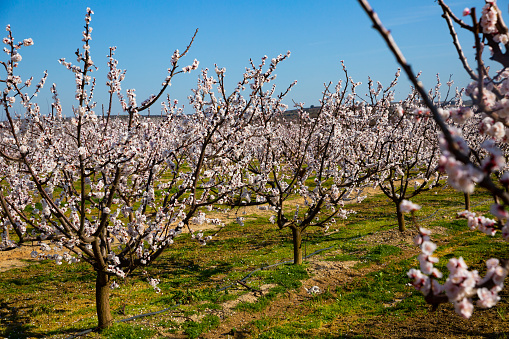 Image of a beautiful spring landscape in the south of Serbia. Suva planina mountain