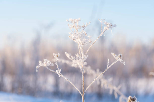 istock Frost on a shrub on a frosty morning 1375801452