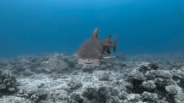 lemon shark in moorea - tubarão cinzento dos recifes imagens e fotografias de stock
