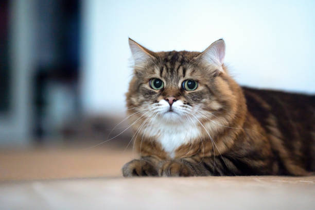 istock Portrait of a young Siberian cat 1375803709