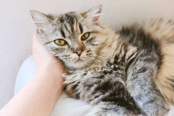 istock An adorable Persian cat laying down on the bed with natural light. 1375811643
