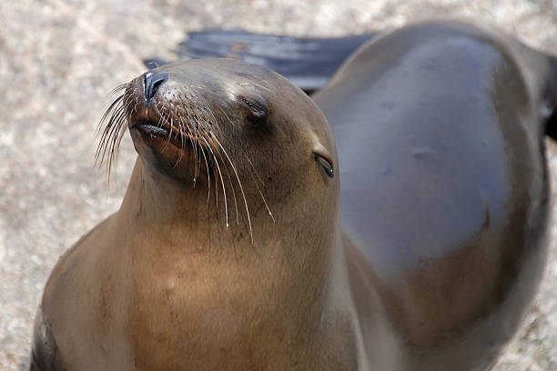 istock california sea lion 137582149
