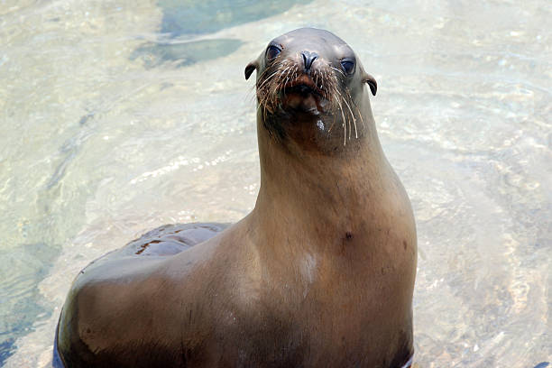 istock california sea lion 137582226