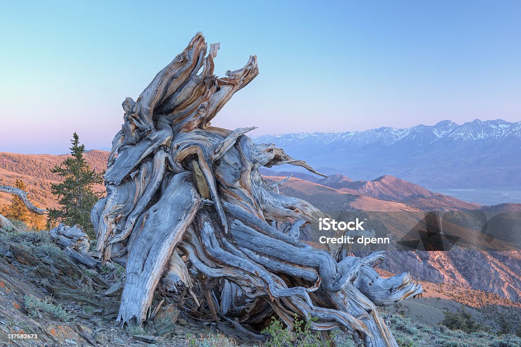 Bristlecone Pine-Tor - Lizenzfrei Amerikanische Sierra Nevada Stock-Foto