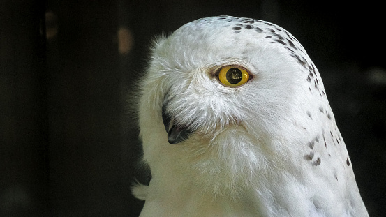 Adult female. of nocturnal snowy owl or polar owl. Bubo scandiacus species from Arctic regions of North America and the Palearctic. Falconry birds of prey.