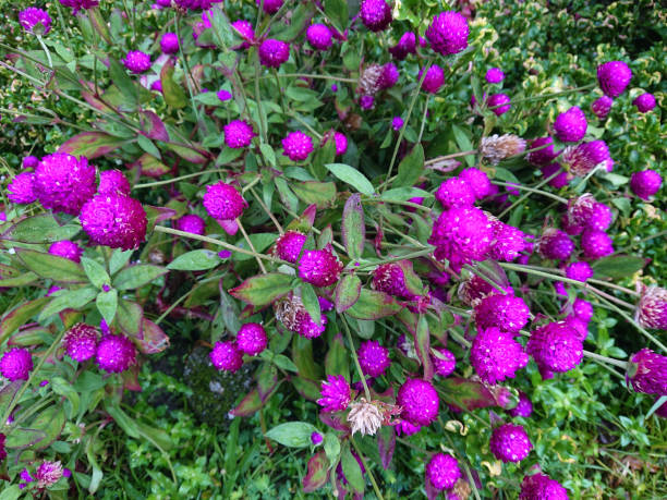 istock Photo of Pink Bachelor's Button (Gompherena globosa L.) 1375838219