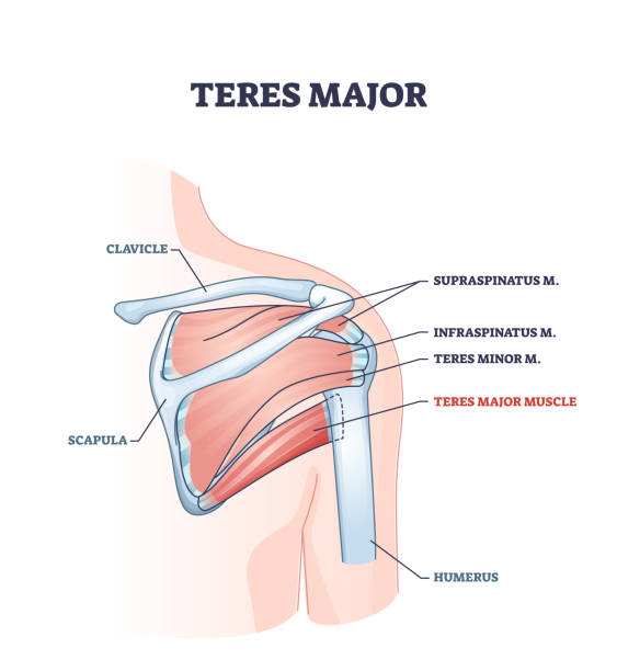 ilustraciones, imágenes clip art, dibujos animados e iconos de stock de músculo mayor de teres con diagrama de contorno de huesos anatómicos y médicos del hombro - rotator cuff