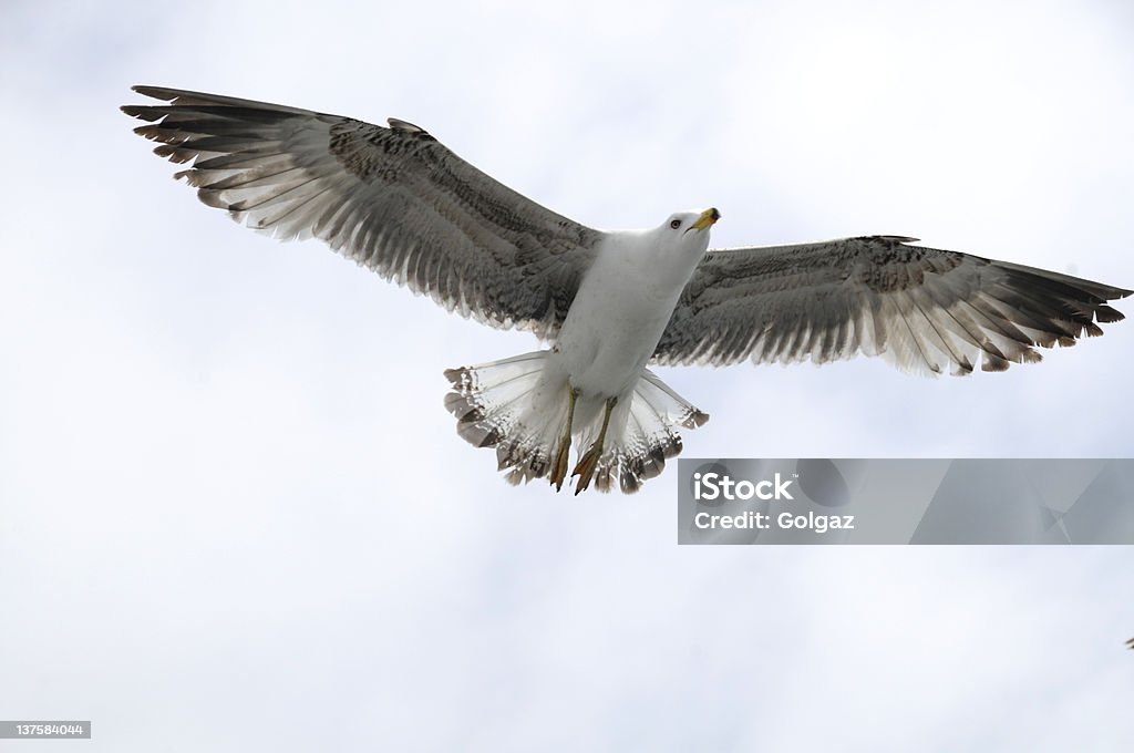 Vogel - Lizenzfrei Blau Stock-Foto